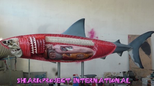 Copyright AiS SHARKPROJECT International e.V. Bild zum Eintrag (50010-160)