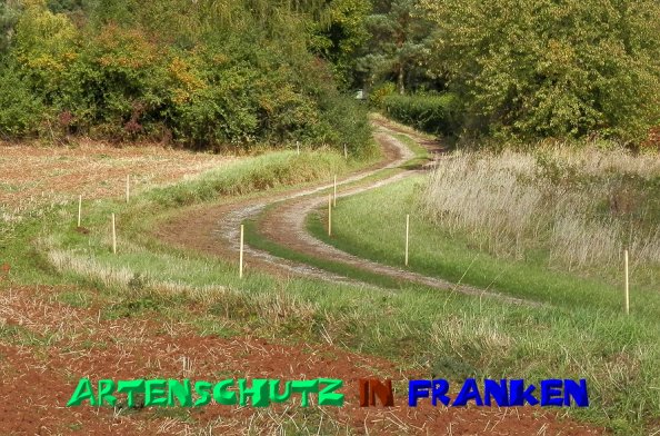 Copyright AiS- Albert Meier Bild zum Eintrag (50212-160)