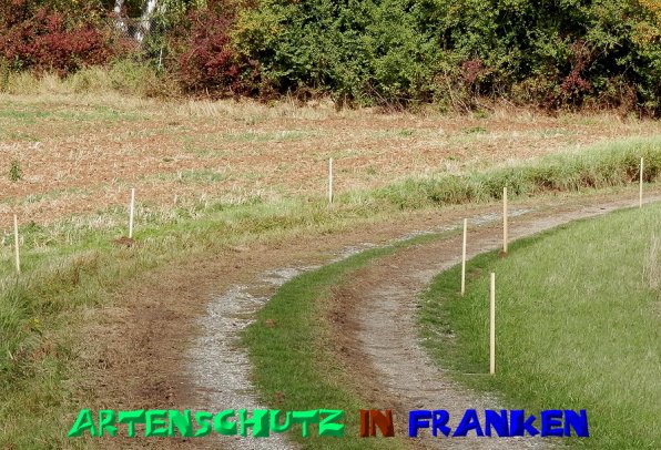 Copyright AiS- Albert Meier Bild zum Eintrag (50217-160)