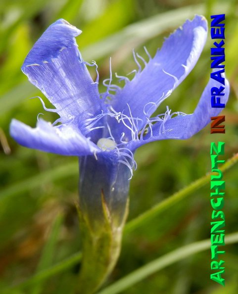 Copyright AiS- Albert Meier Bild zum Eintrag (50219-160)