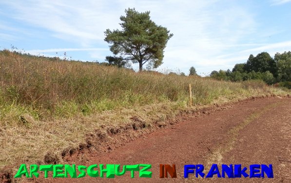 Copyright AiS- Albert Meier Bild zum Eintrag (50294-160)
