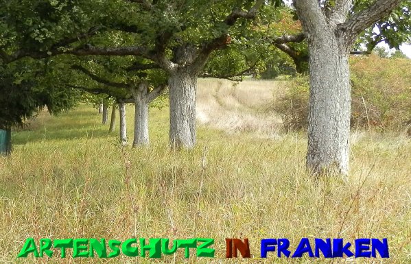 Copyright AiS- Albert Meier Bild zum Eintrag (50451-160)