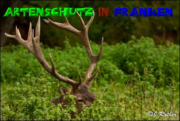 Copyright AiS-Johannes Rother Bild zum Eintrag (52083-160)