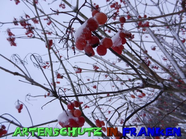 Copyright AiS Mitterhuber Bild zum Eintrag (52631-160)