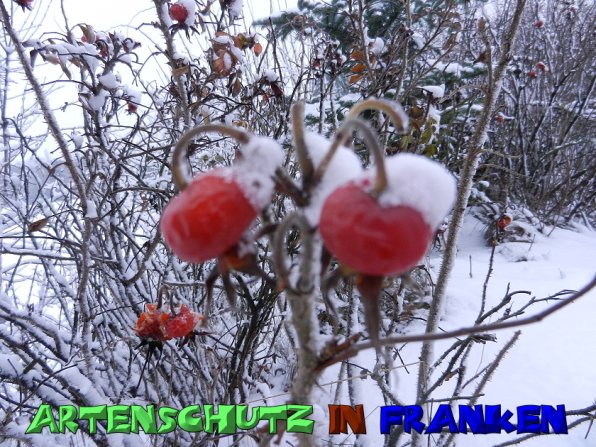 Copyright AiS Mitterhuber Bild zum Eintrag (53981-160)