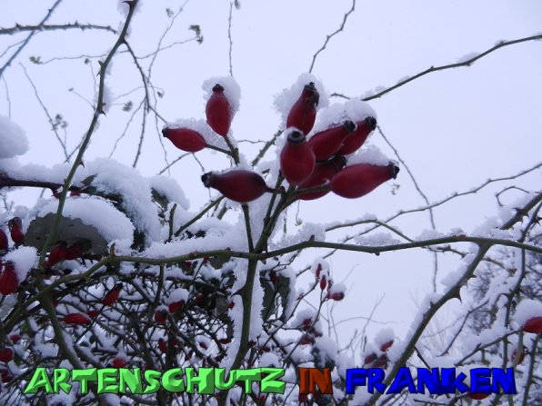 Copyright AiS Mitterhuber Bild zum Eintrag (53982-160)
