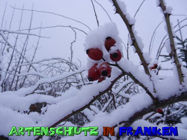 Copyright AiS Mitterhuber Bild zum Eintrag (53983-160)