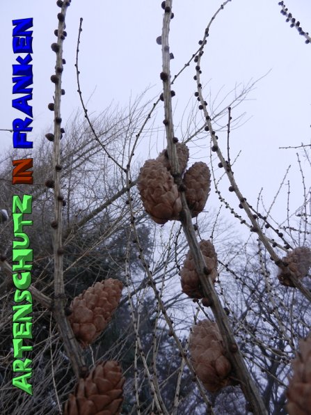 Copyright AiS Mitterhuber Bild zum Eintrag (53984-160)