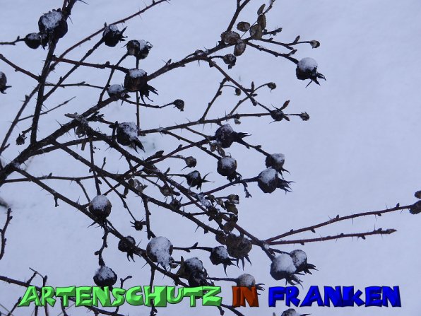 Copyright AiS Mitterhuber Bild zum Eintrag (53985-160)