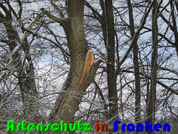 Bild zum Eintrag (54229-160)