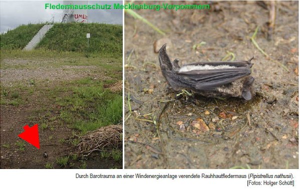 Copyright AiS - Fledermausschutz Mecklenburg-Vorpommern Bild zum Eintrag (54244-160)