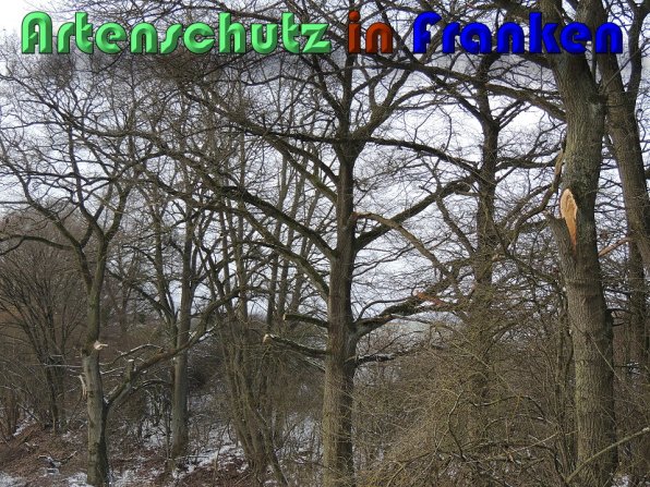Bild zum Eintrag (54557-160)