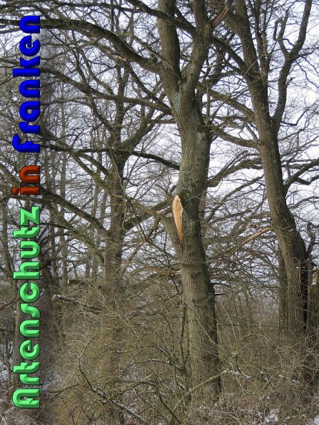 Bild zum Eintrag (54558-160)
