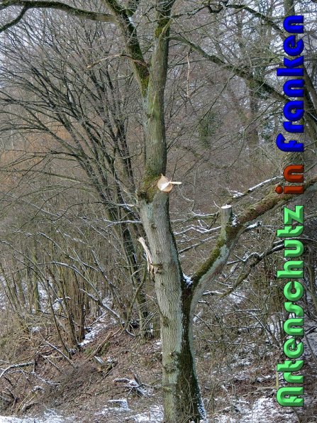 Bild zum Eintrag (54559-160)
