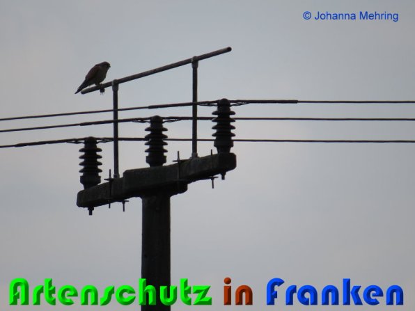 Copyright AiS Johanna Mehring Bild zum Eintrag (56282-160)