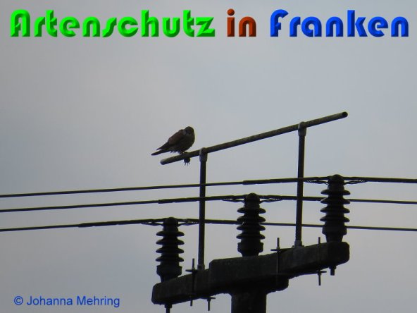 Copyright AiS Johanna Mehring Bild zum Eintrag (56283-160)