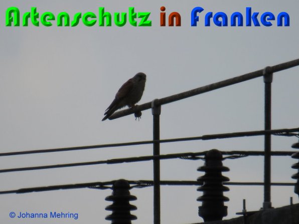 Copyright AiS Johanna Mehring Bild zum Eintrag (56284-160)