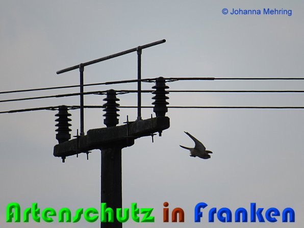 Copyright AiS Johanna Mehring Bild zum Eintrag (56285-160)