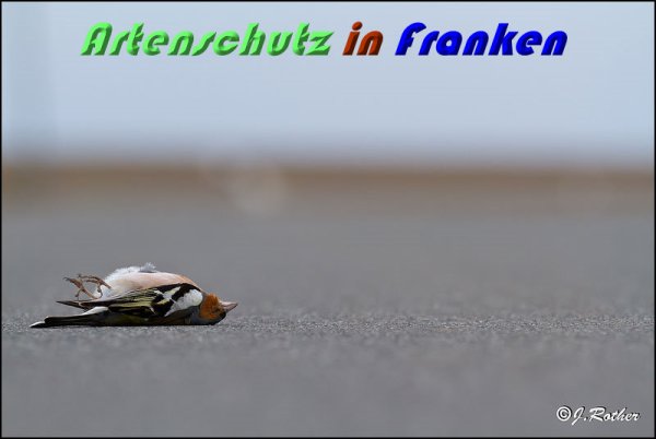 Copyright AiS Johannes Rother Bild zum Eintrag (56430-160)