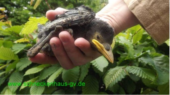 Copyright AiS www.schneckenhaus-gv.de Bild zum Eintrag (58099-160)