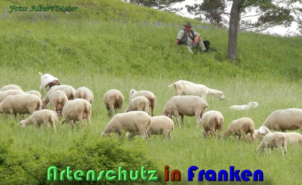 Copyright AiS Albert Meier Bild zum Eintrag (58497-160)