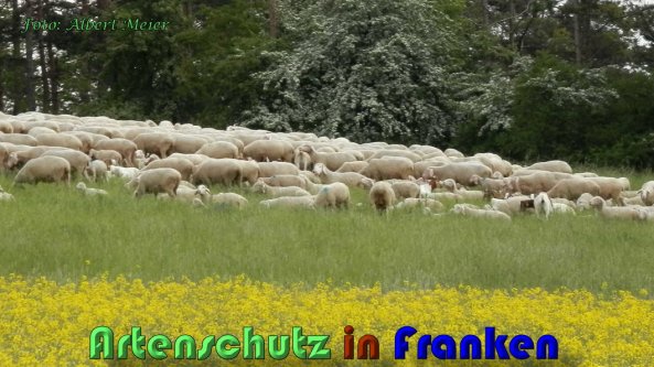 Copyright AiS Albert Meier Bild zum Eintrag (58498-160)