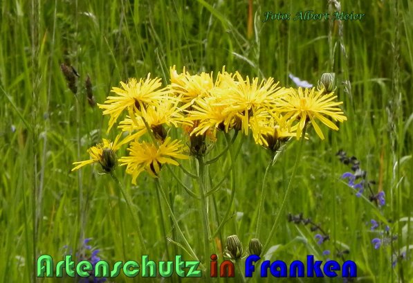 Copyright AiS Albert Meier Bild zum Eintrag (58499-160)