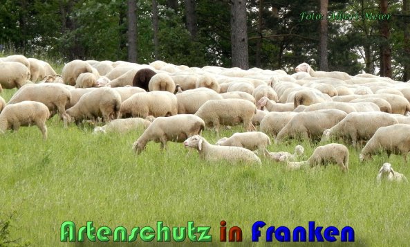 Copyright AiS Albert Meier Bild zum Eintrag (58500-160)