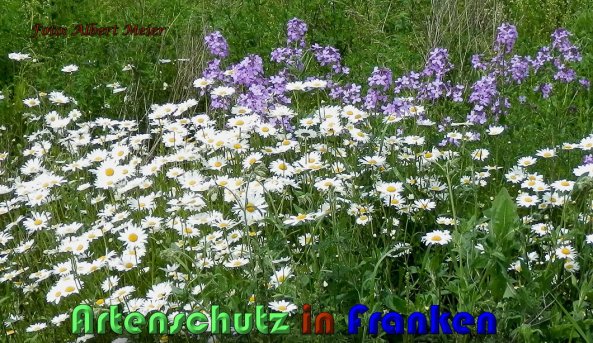 Copyright AiS Albert Meier Bild zum Eintrag (58501-160)