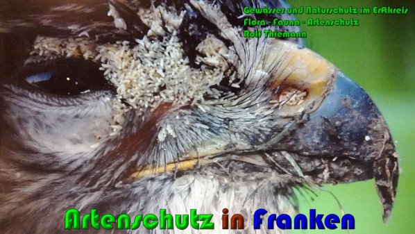 Copyright AiS Rolf Thiemann Bild zum Eintrag (61277-160)