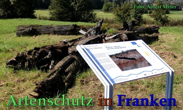 Copyright AiS Albert Meier Bild zum Eintrag (61717-160)
