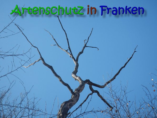 Copyright AiS Bernd Nastvogel Bild zum Eintrag (63939-160)