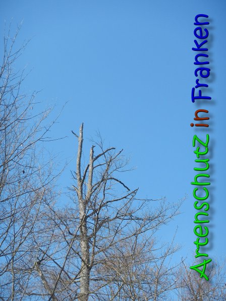 Copyright AiS Bernd Nastvogel Bild zum Eintrag (63940-160)