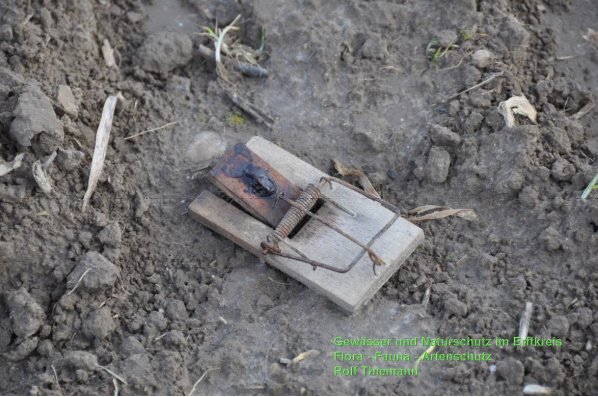 Copyright AiS Rolf Thiemann Bild zum Eintrag (64265-160)