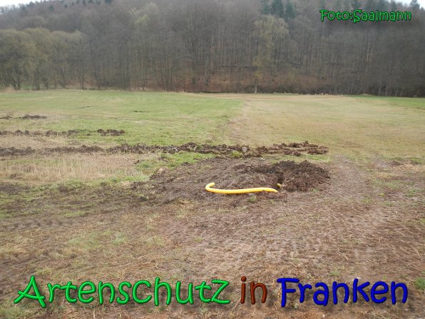 Copyright AiS Saalmann Bild zum Eintrag (64912-160)