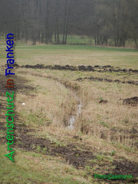 Copyright AiS Saalmann Bild zum Eintrag (64916-160)
