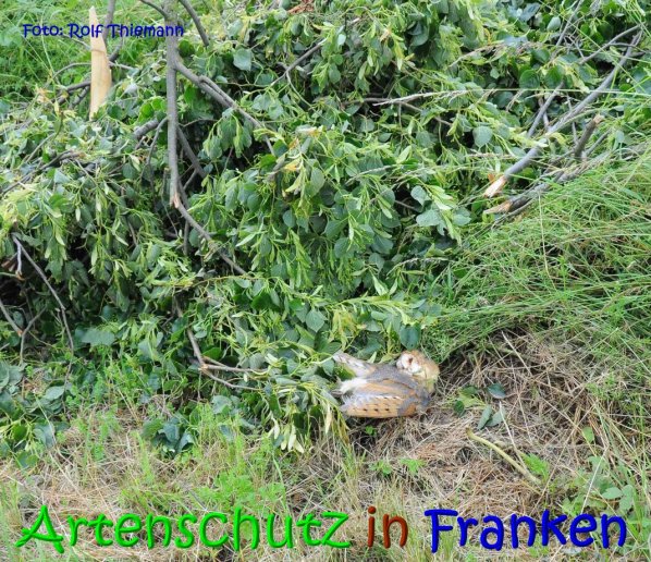 Copyright AiS Rolf Thiemann Bild zum Eintrag (67326-160)