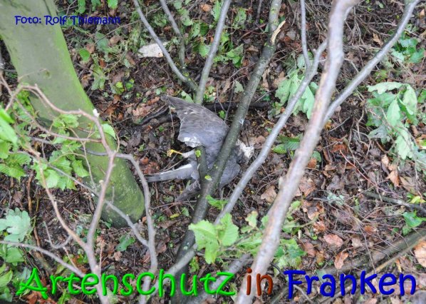 Copyright AiS Rolf Thiemann Bild zum Eintrag (67327-160)