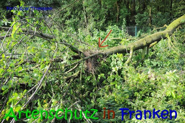Copyright AiS Rolf Thiemann Bild zum Eintrag (67328-160)