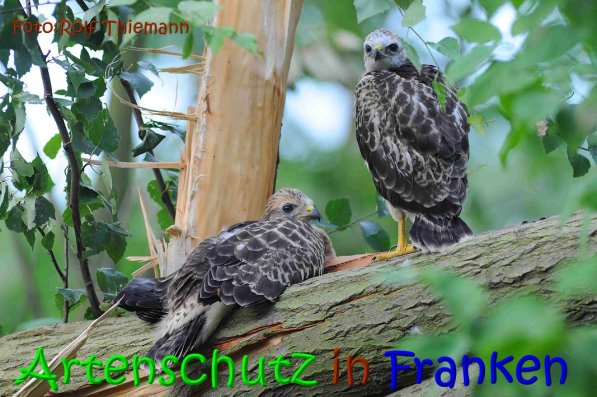 Copyright AiS Rolf Thiemann Bild zum Eintrag (67333-160)