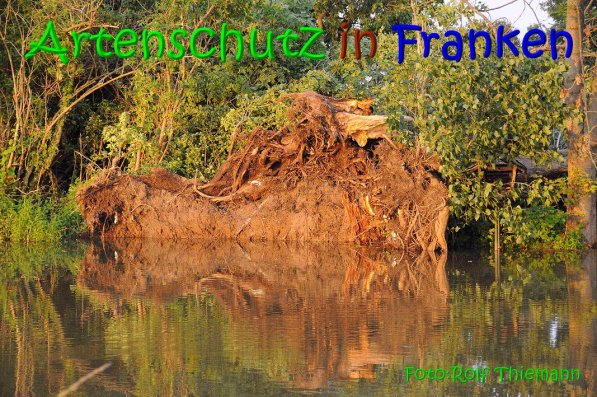 Copyright AiS Rolf Thiemann Bild zum Eintrag (67397-160)