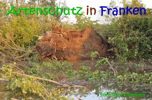 Copyright AiS Rolf Thiemann Bild zum Eintrag (67398-160)