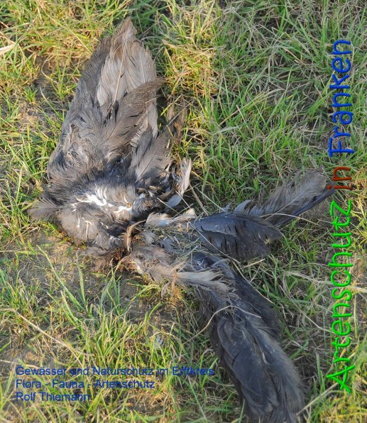 Copyright AiS Rolf Thiemann Bild zum Eintrag (69315-160)