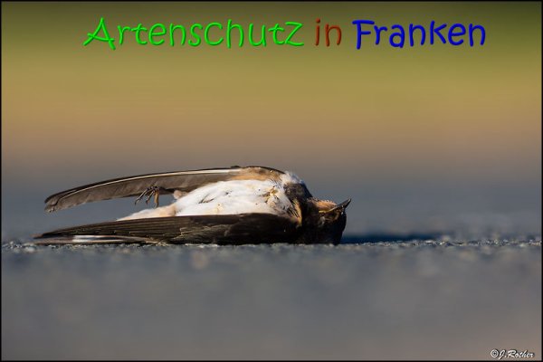 Copyright AiS Johannes Rother Bild zum Eintrag (69536-160)