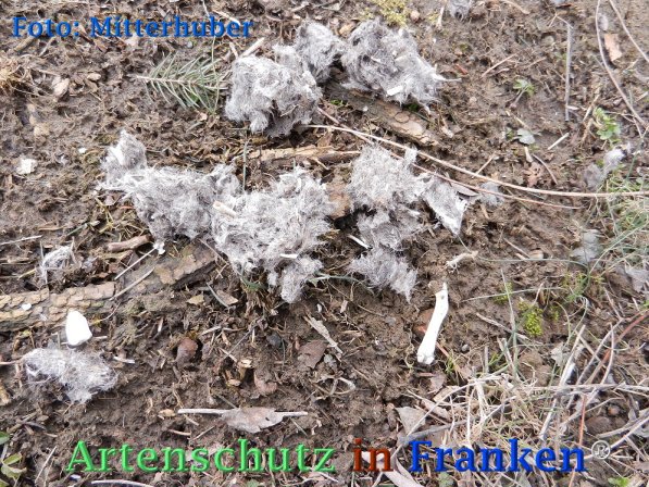 Copyright AiF Walter Mitterhuber Bild zum Eintrag (72833-160)