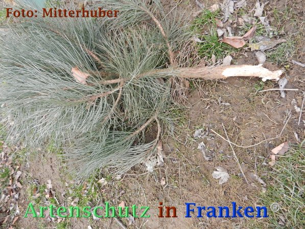 Copyright AiF Walter Mitterhuber Bild zum Eintrag (72834-160)
