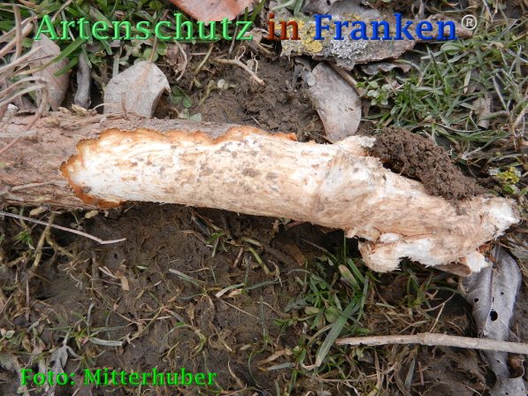 Copyright AiF Walter Mitterhuber Bild zum Eintrag (72835-160)