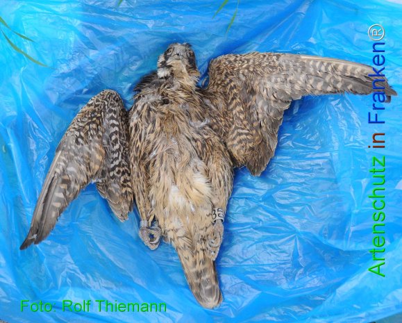 Copyright AiF Rolf Thiemann Bild zum Eintrag (73869-160)