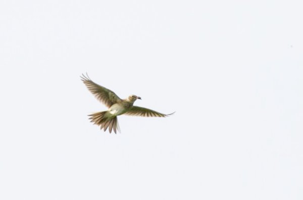 Copyright AiF Rolf Thiemann Bild zum Eintrag (74383-160)