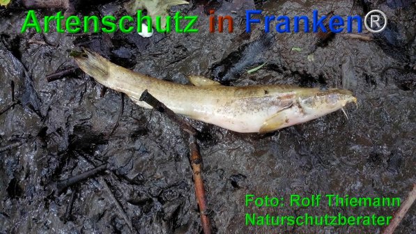 Copyright AiF Rolf Thiemann Bild zum Eintrag (74602-160)